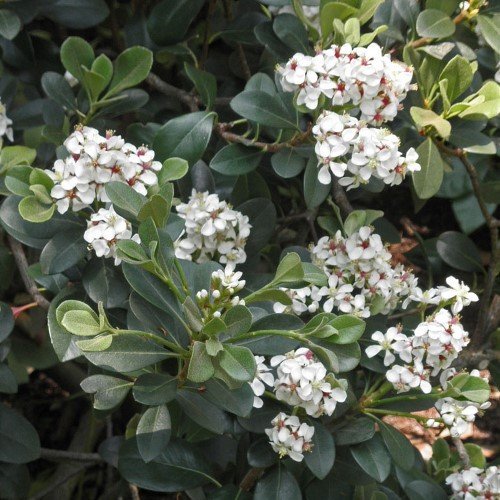 Rhaphiolepis umbellata, Yedda Hawthorn - - Image 2