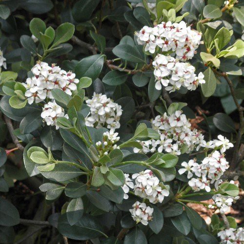 Rhaphiolepis umbellata, Yedda Hawthorn -