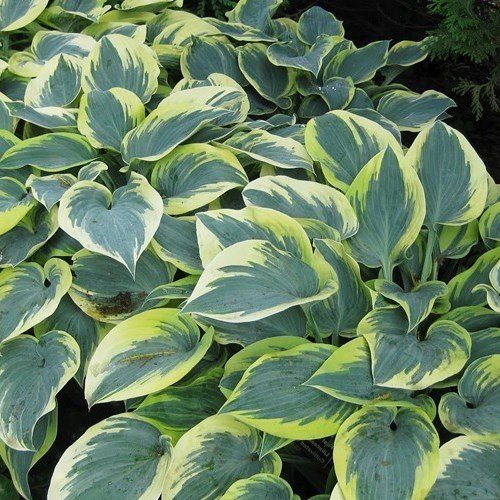 Hosta First Frost - Pb6.5