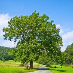 Fraxinus excelsior, European Ash - Pb 12-18