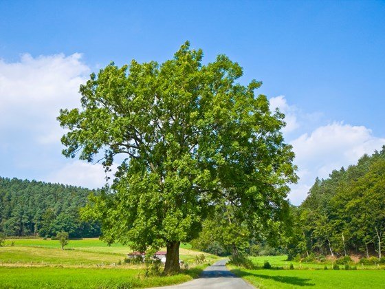 Fraxinus excelsior, European Ash - Pb 12-18