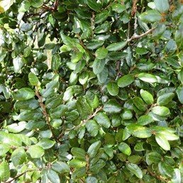 Nothofagus solandri, Black Beech - Pb5