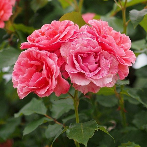 Rose Kate Sheppard (floribunda, standard) - Image 2