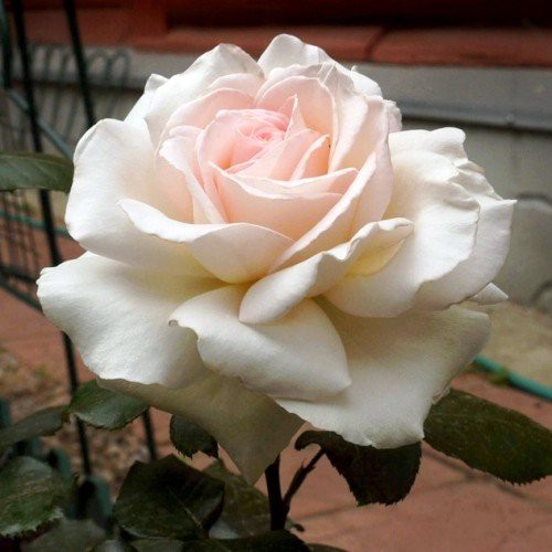 Rose Auckland Metro (hyb. tea, standard)