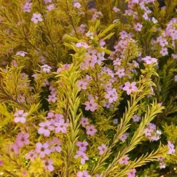 Coleonema Sunset Gold, Golden Breath Of Heaven - Tube
