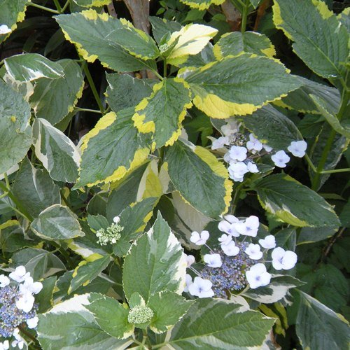 Hydrangea Quadricolor - Pb6.5 - Image 2