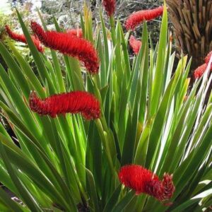 Xeronema callistemon, Poor Knights Lily - 1Ltr/2Ltr