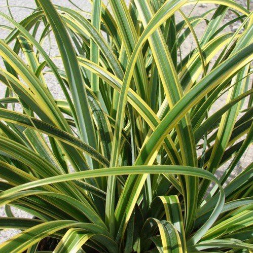 Carex Rekohu Sunrise - Pb5