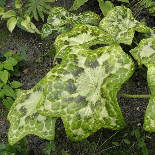 Podophyllum d. Kaleidoscope, Mandrake - Pb6.5 - Image 2
