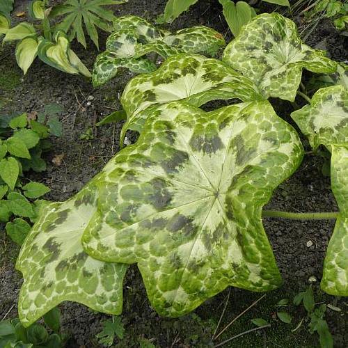 Podophyllum d. Kaleidoscope, Mandrake - Pb6.5
