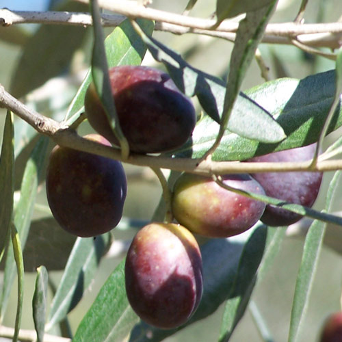 Olive El Greco 4Lt