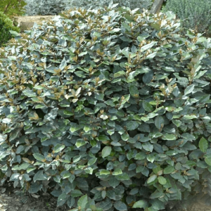 Elaeagnus x ebbingei - Pb12