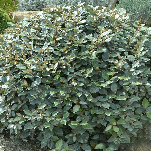 Elaeagnus x ebbingei - Pb6.5 (80/100) - Image 2
