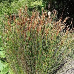 Elegia equisetacea, Restio - Pb5/2.5Ltr
