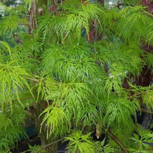 Acer p.dissectum Emerald lace