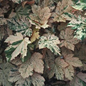 Acer pseudoplatanus Esk Sunset