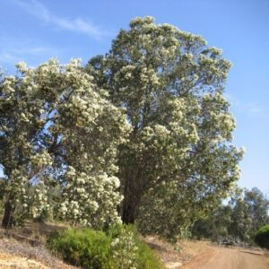 Eucalyptus calophylla, Marri - 3.5Ltr