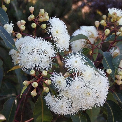 Eucalyptus calophylla, Marri - 3.5Ltr - Image 2