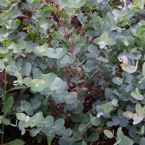Eucalyptus gunnii Silver Drop, Cider Gum -1.2Ltr/Pb6.5