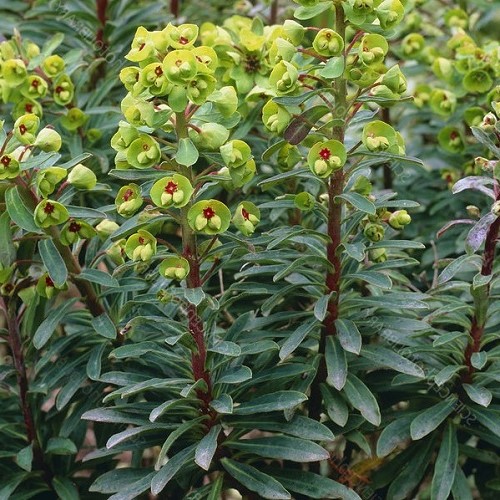 Euphorbia Martinii, Martin's Spurge - 2.5Ltr