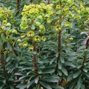 Euphorbia Martinii - Pot