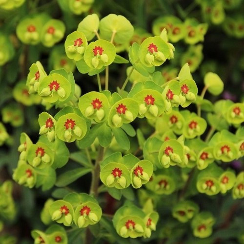 Euphorbia Martinii - Pot - Image 2