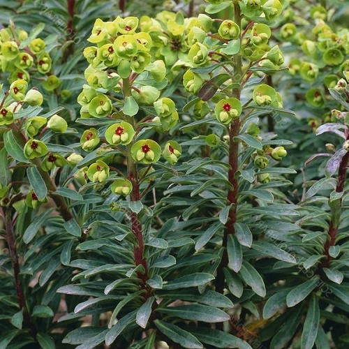 Euphorbia Martinii - Pot