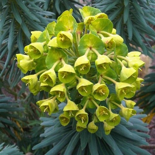 Euphorbia wulfenii, Mediteranean Spurge - Pot - Image 2