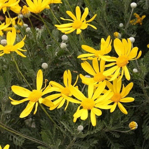 Euryops Little Sunray - 2.5Ltr - Image 2