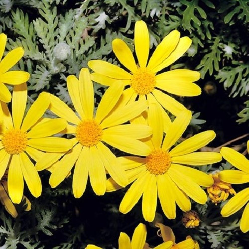 Euryops pectinatus Yellow - 1.4Ltr - Image 2