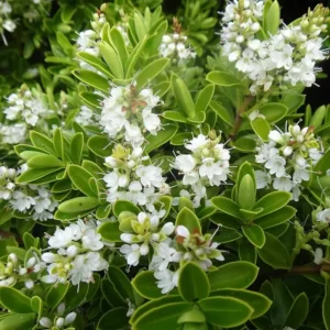 Hebe evenosa