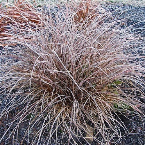 Carex tenuiculmis, Hair Sedge - 1Ltr - Image 2