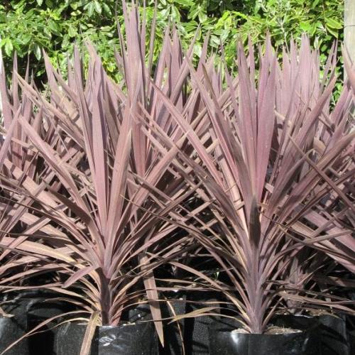 Cordyline australis Midnight Star - Pb5 - Image 2