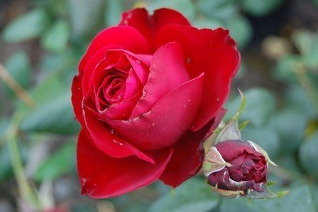 Rose Sir Tristram (bush, hyb. tea)
