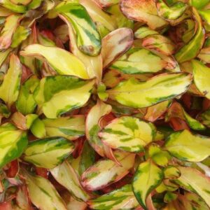 Coprosma Golden Glow - 2.5Ltr
