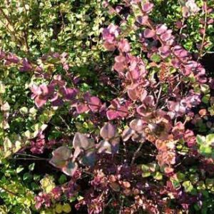 Lonicera n. Honey Hedge Ruby - PB6.5
