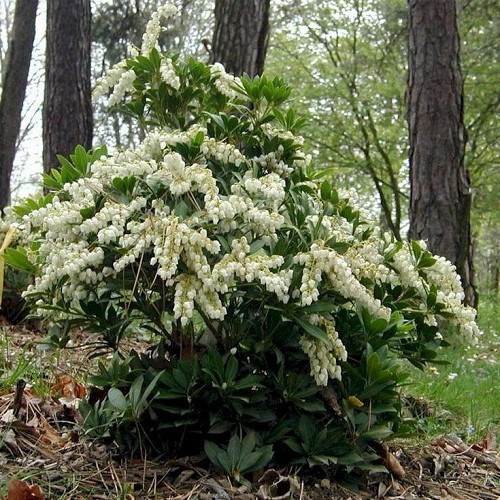 Pieris Sarabande - 4.5Ltr - Image 2