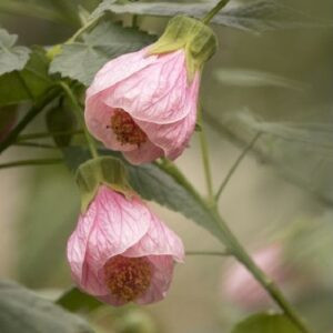 Abutilon roseus - 2Ltr/2.4Ltr