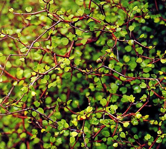 Muehlenbeckia astonii, Shrubby Tororara - Pot - Image 2