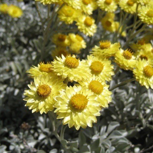 Helichrysum argyrophyllum - 1.7Ltr