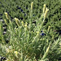 Lavandula stoechas Chilliswood Cream - Pb5