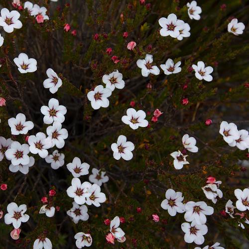 Adenandra uniflora - Pb5