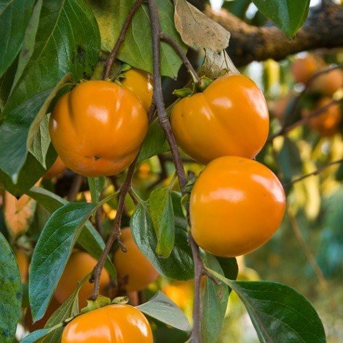 Persimmon Fuyu - 25Ltr 2.4m + well branched
