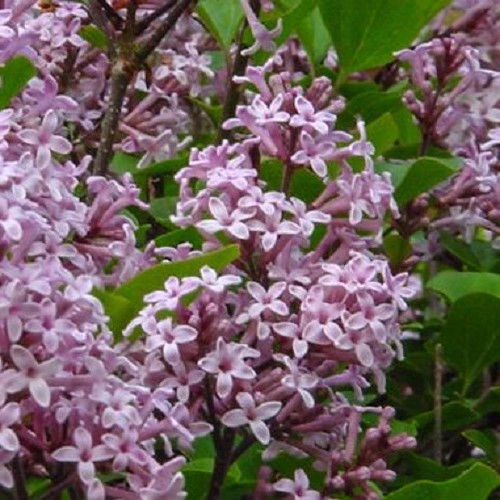 Syringa Palibin, Korean Lilac - 6Ltr - Image 2
