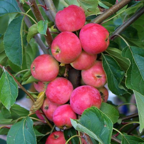 Malus Jelly King, Crabapple - Pb12/18 - Image 2