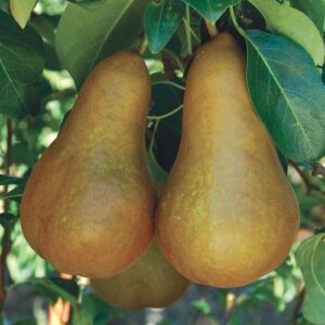 Pear Double Doyenne Du Comice/Buerre Bosc