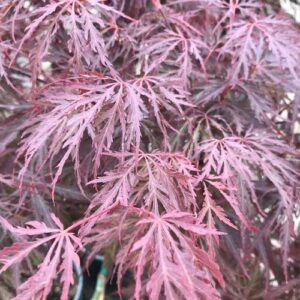Acer Red Dragon (H/W)