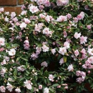 Camellia Cinnamon Cindy - 2Ltr/2.4Ltr