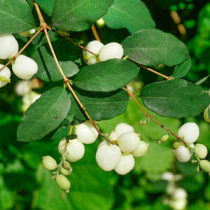 Symphoricarpos albus, Common Snowberry - Pb6.5