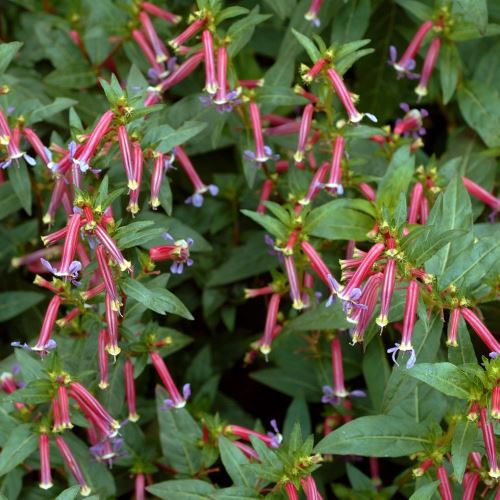 Cuphea Starfire, Cigar Plant - Pb6.5 - Image 2